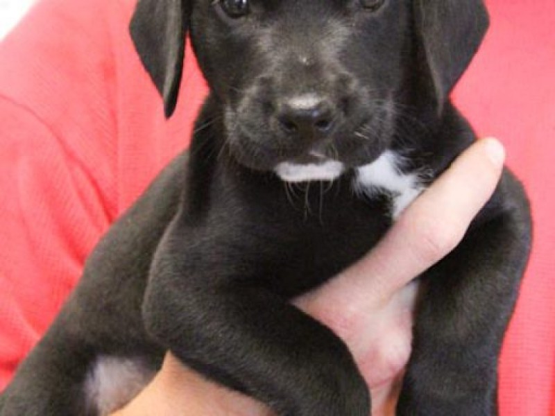 Pet of the Week Litter of Black Lab Puppies Caldwells, NJ Patch