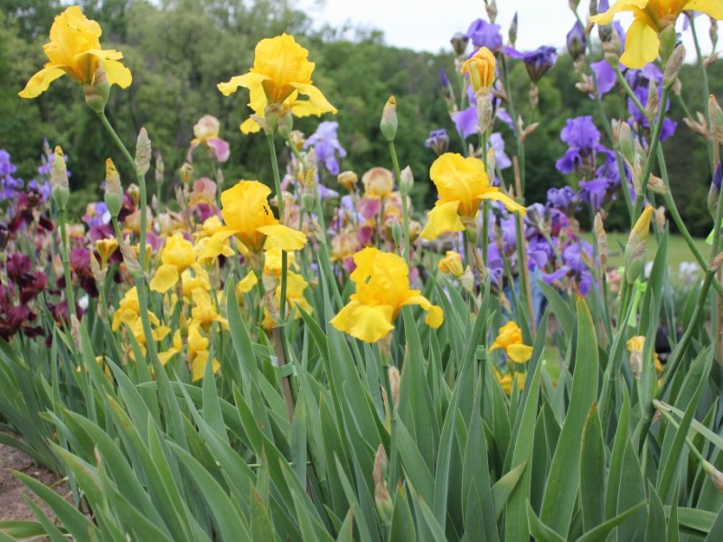 Presby Iris Gardens in Peak Bloom This Week [Photos] Montclair, NJ Patch