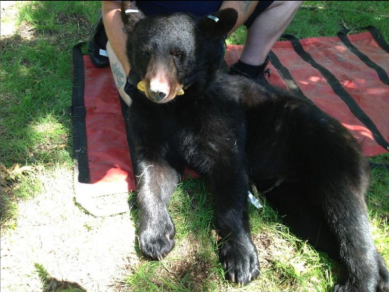 Tranquilized Bear Drops Out of Tree in Montclair | Montclair, NJ Patch