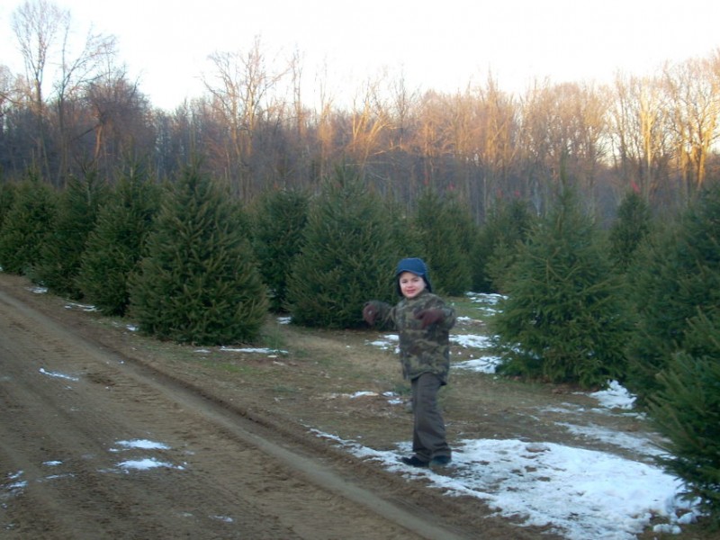 where to cut your own christmas trees chatham nj patch where to cut your own christmas trees chatham nj patch