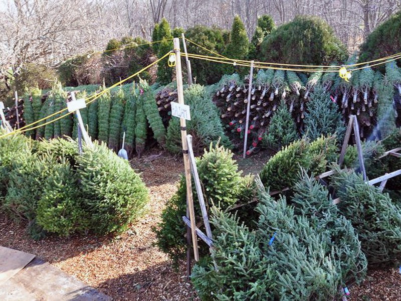 where do you buy christmas trees in birmingham where do you buy christmas trees in birmingham