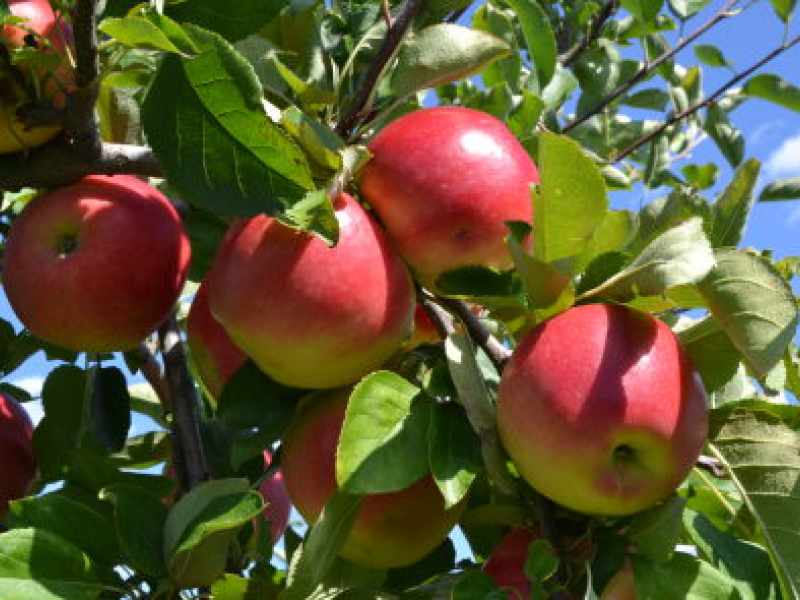 apple orchard near lock and dam 13