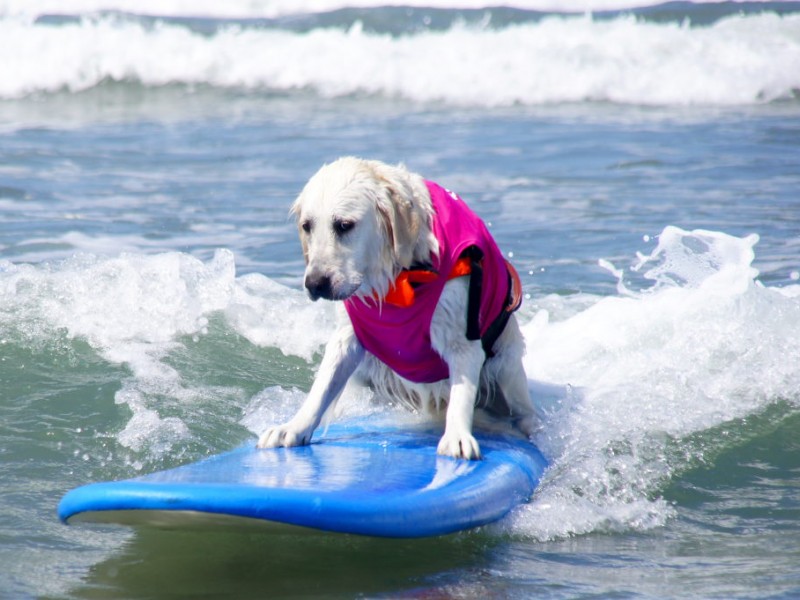 Gallery: Hanging 20 at Surf Dog Surf-A-Thon in Del Mar | Del Mar, CA Patch