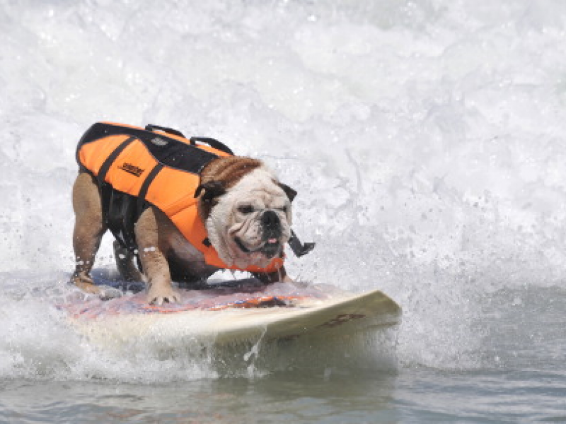Get Your Dog Surf Lessons in Del Mar | Del Mar, CA Patch