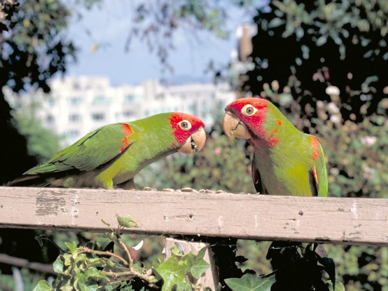 Wild Parrot People Take Over South Pasadena Public Library South