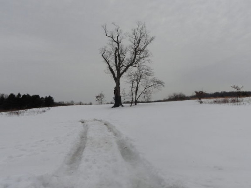Answer The Devil Tree is (Second) Most Famous Oak in Basking Ridge