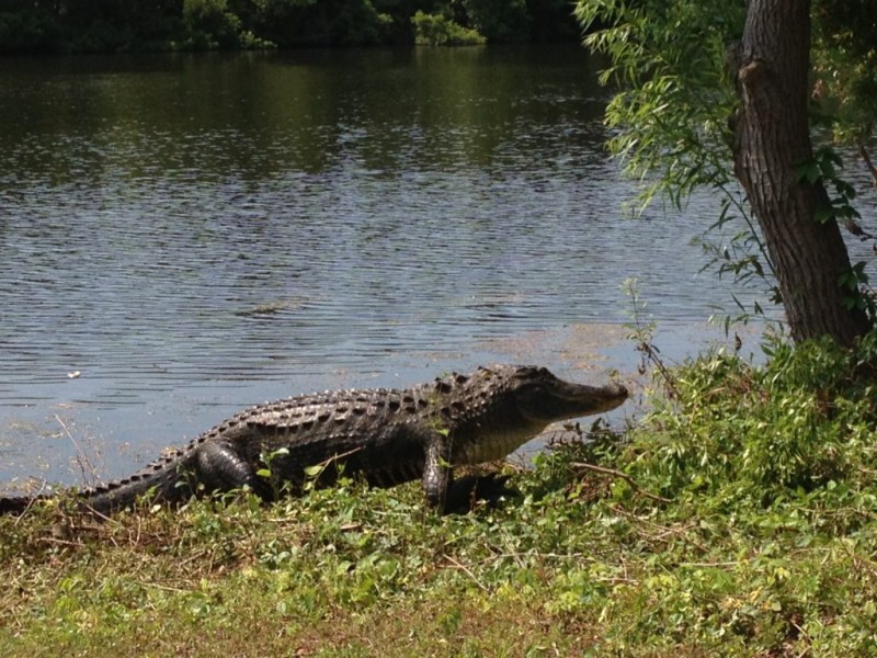 Hello, Alligator Gator Grabs Snack at Crowfield Lake Goose Creek, SC