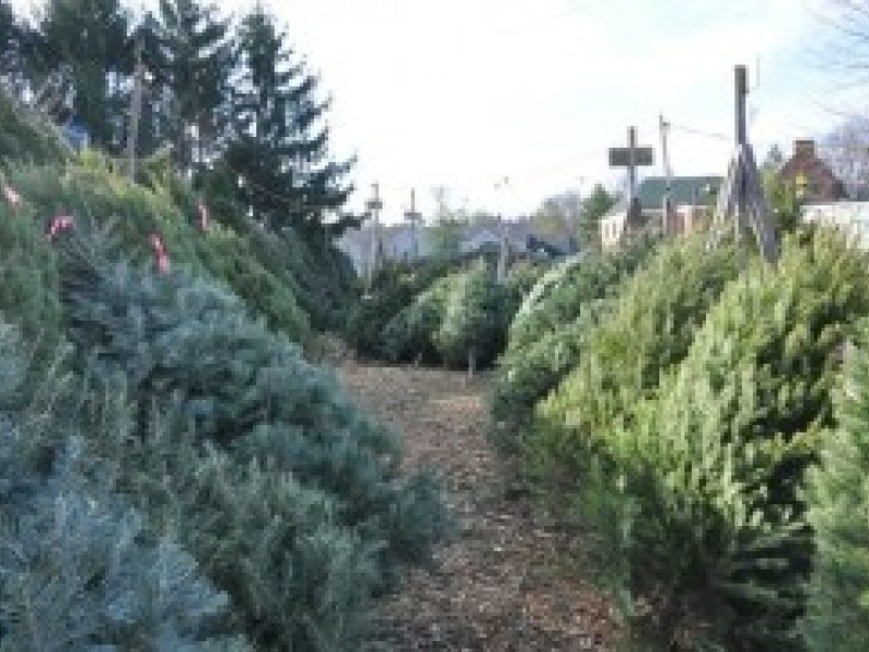 cut your own christmas trees hasbrouck heights nj patch cut your own christmas trees hasbrouck heights nj patch