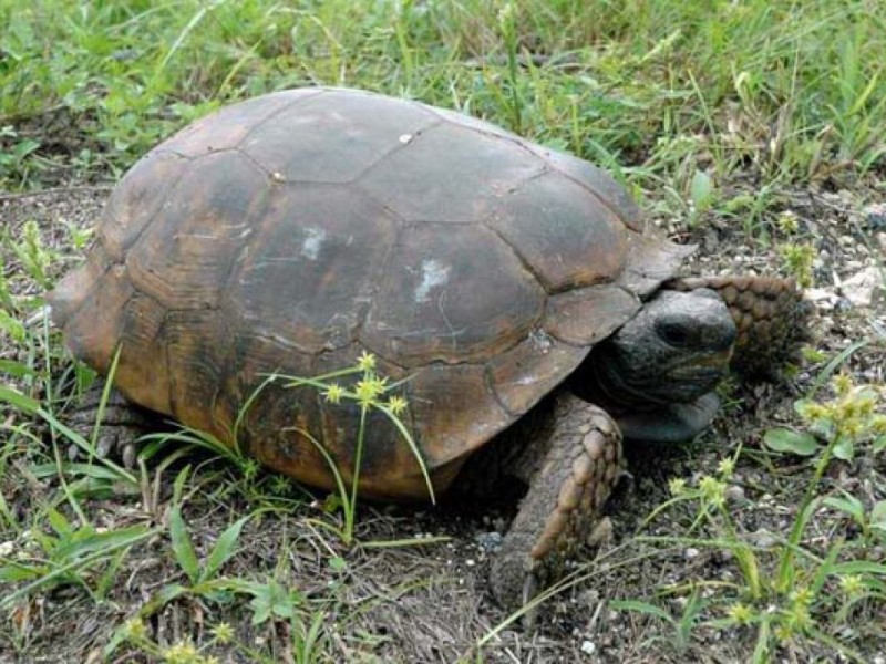 The Gopher Tortoise: A Vital Honeymoon Island Species | Clearwater, FL ...