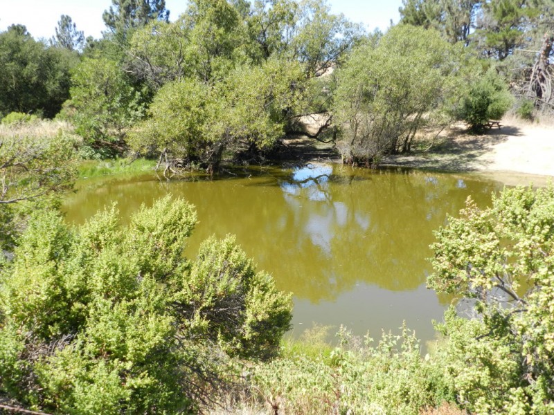 Briones Regional Park: A Wildlife Hub | Alameda, CA Patch