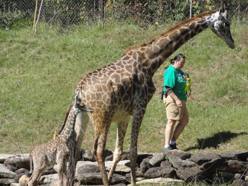 Updated: Kiko, the baby giraffe, enthralls the Greenville Zoo | Mauldin