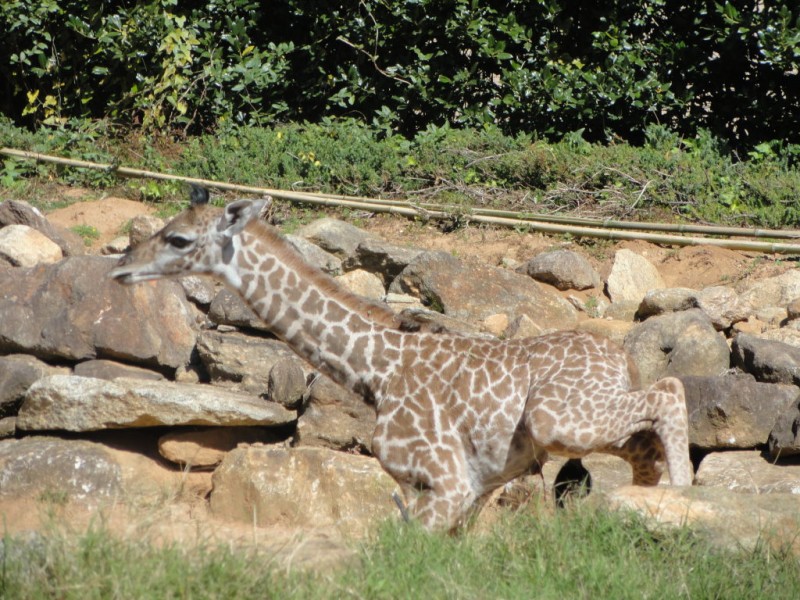 Updated: Kiko, the baby giraffe, enthralls the Greenville Zoo | Mauldin