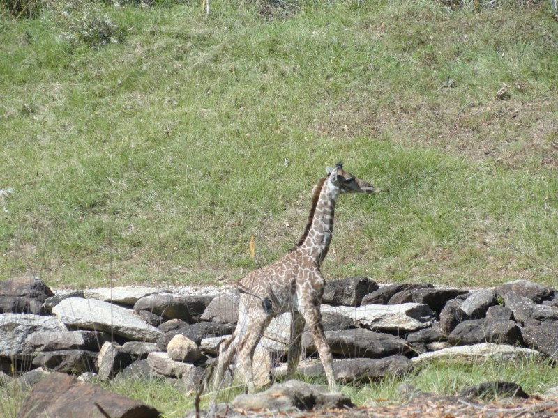 Updated: Kiko, the baby giraffe, enthralls the Greenville Zoo | Mauldin