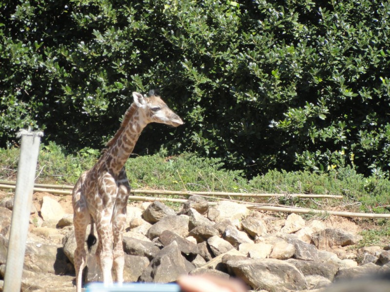 Updated: Kiko, the baby giraffe, enthralls the Greenville Zoo | Mauldin