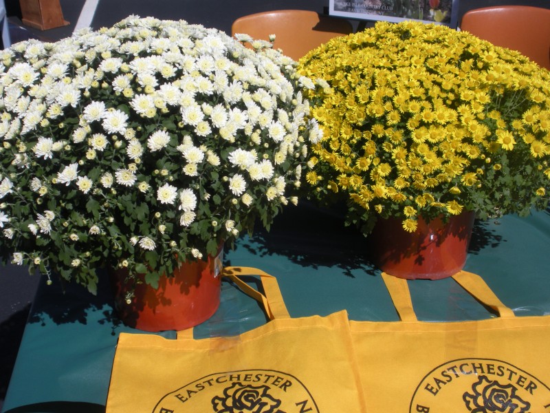 Yard Sale and Flea Market in Eastchester Bronxville, NY Patch