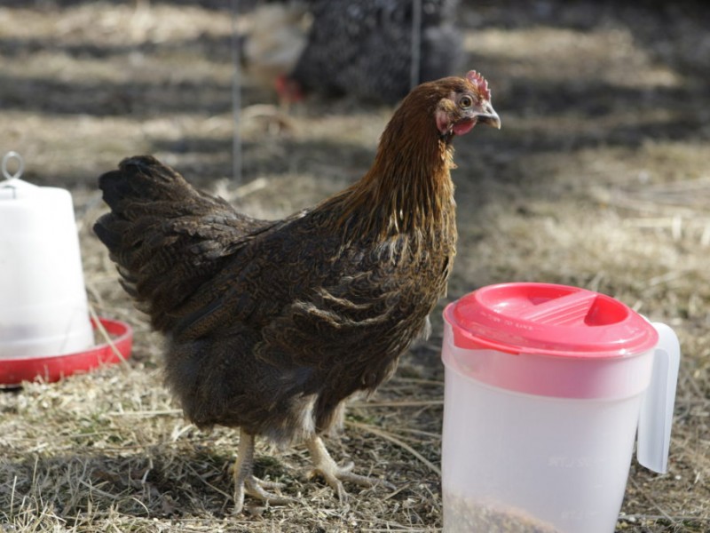 VIDEO Backyard Chickens Take Off in Maplewood Maplewood, MO Patch