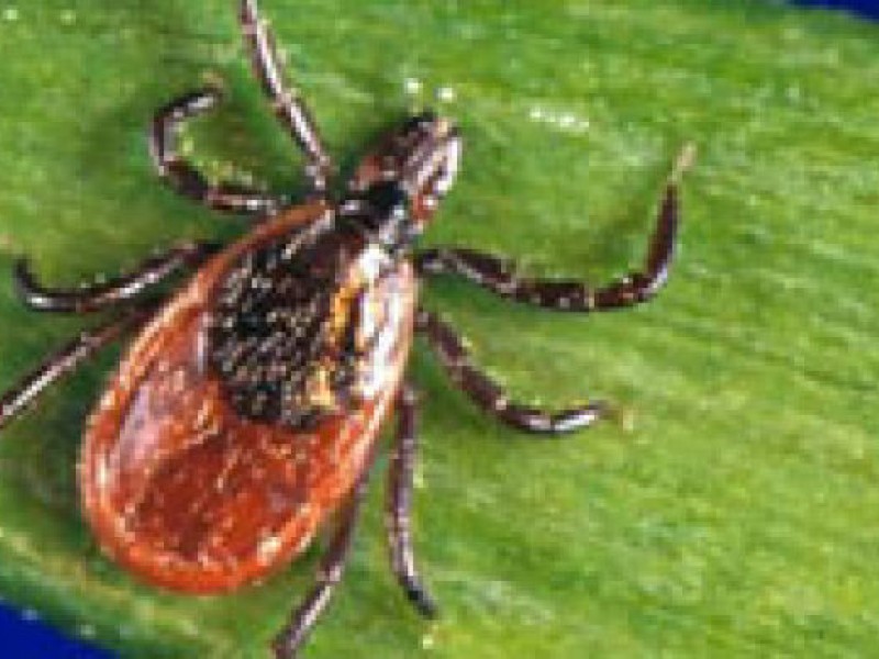 Tick Tip How to TickProof Your Yard Martha's Vineyard, MA Patch