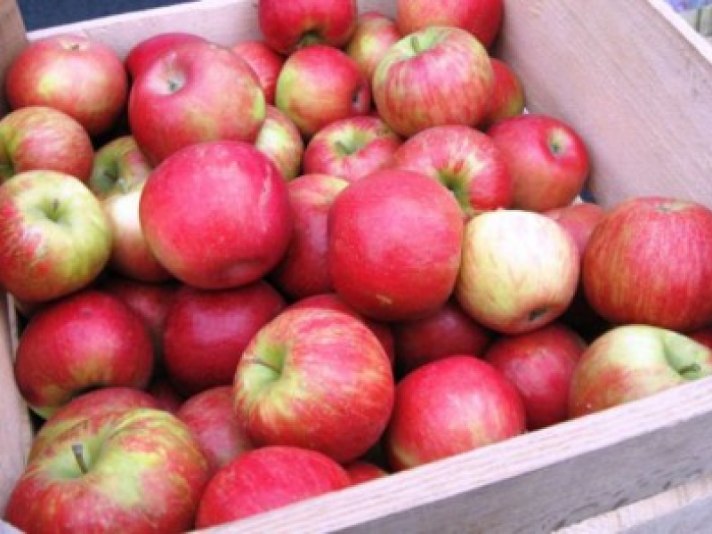 Apple Orchard Opportunities Near St. Louis Park | St. Louis Park, MN Patch