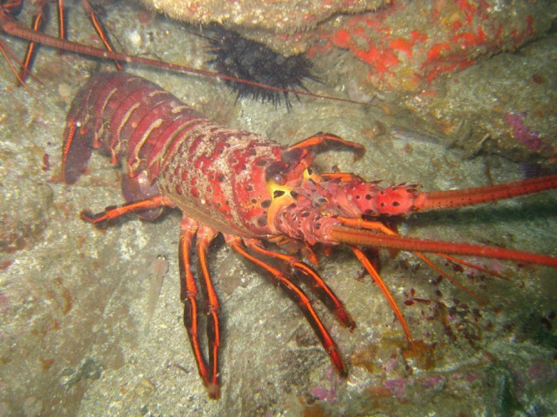 Spiny Lobster Season Opens Laguna Niguel, CA Patch