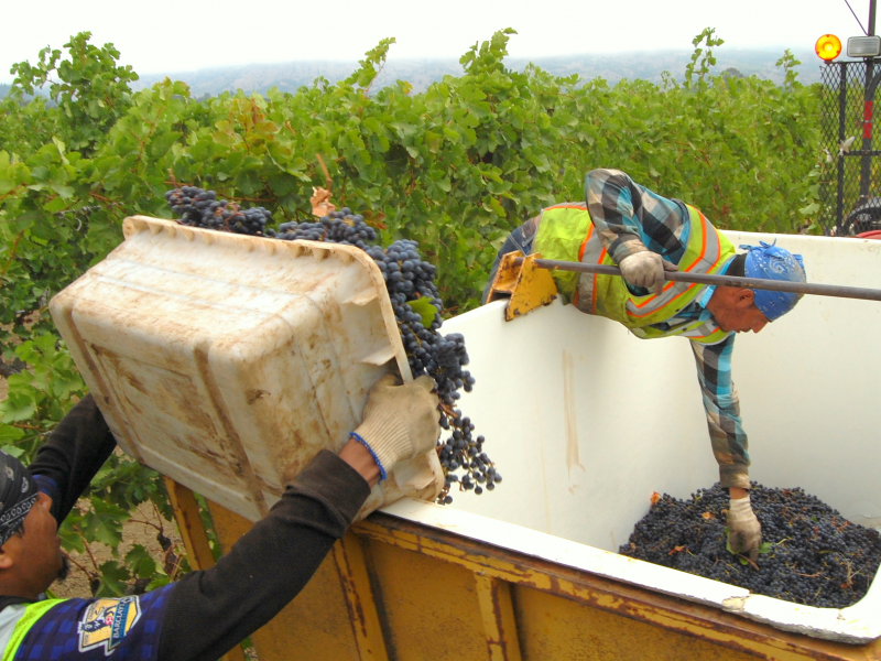 PHOTOS Napa Valley Grape Harvest in High Gear Napa
