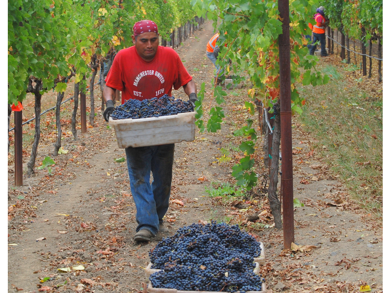 PHOTOS Napa Valley Grape Harvest in High Gear Napa Valley, CA Patch