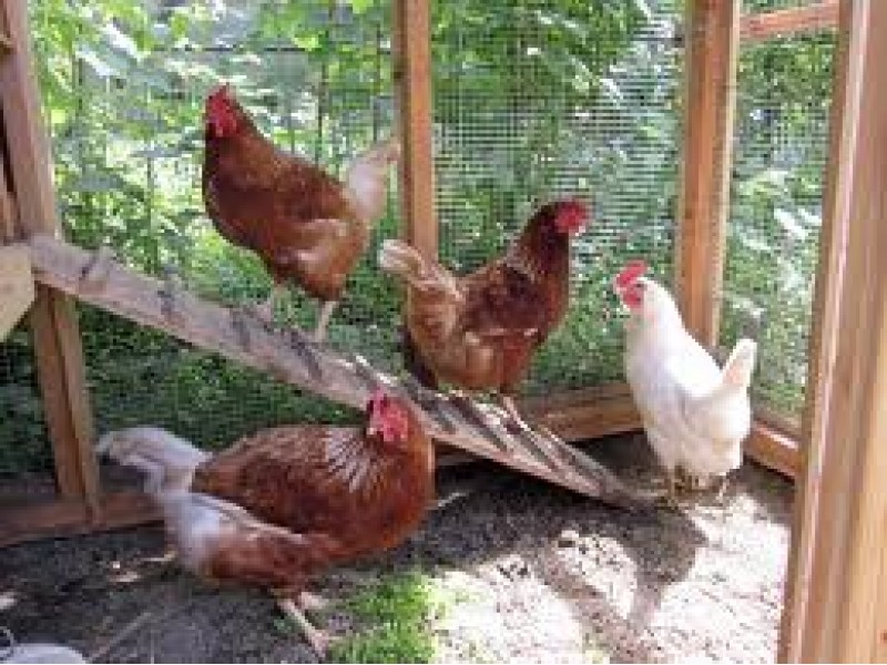 Raising Backyard Chickens Northport Ny Patch 