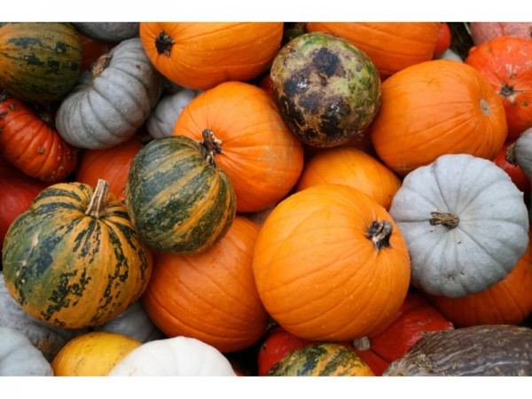 Image result for pumpkin picking