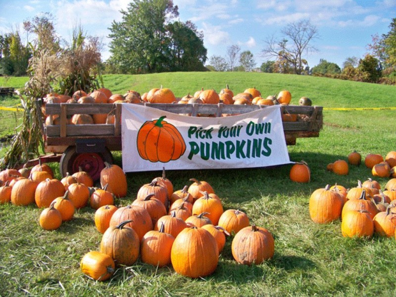 Image result for pumpkin picking pic