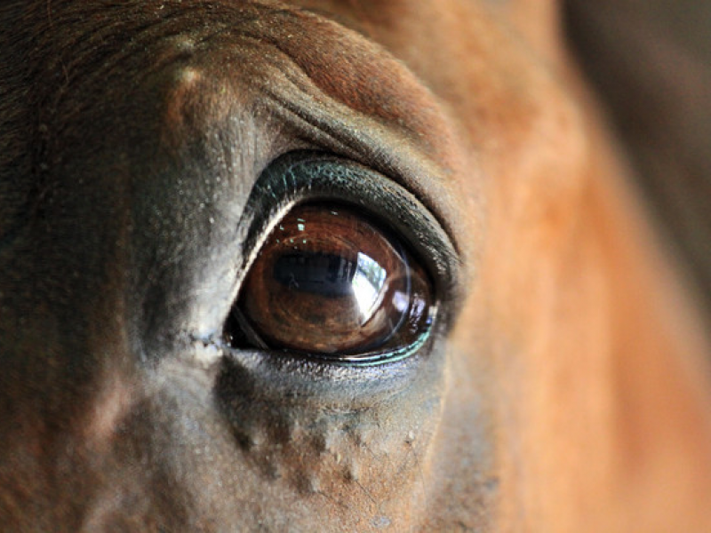 potomac horse fever outbreak what you can do lorton va patch potomac horse fever