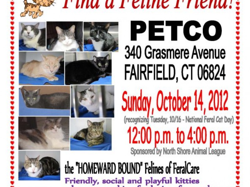 Kitten/Cat Adoption Event at Fairfield Petco! | Norwalk ...