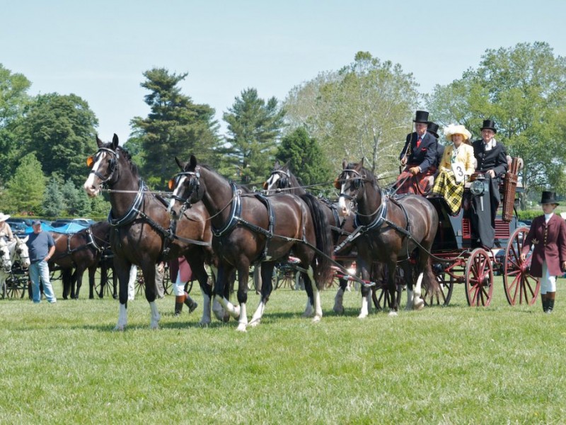 Photos Steeplechasing at Radnor Hunt Draws Thousands Of Spectators