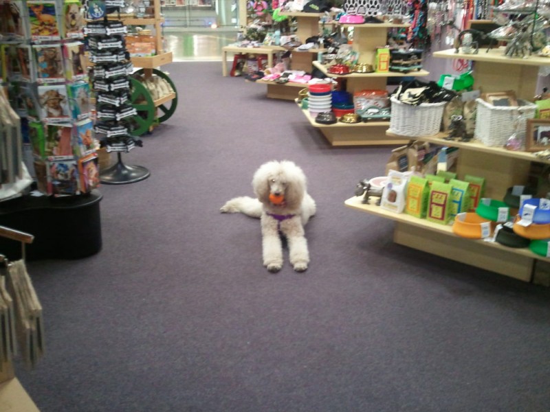 New Pet Store will Open in Palisades Center Mall to Promote Pet