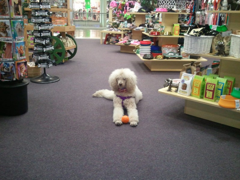 New Pet Store will Open in Palisades Center Mall to Promote Pet