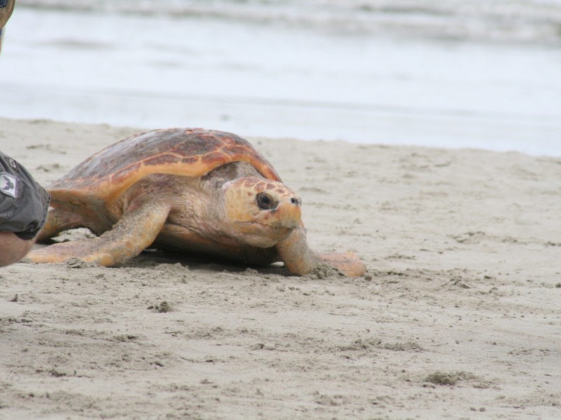 Turtles Released on Isle of Palms | Mount Pleasant, SC Patch