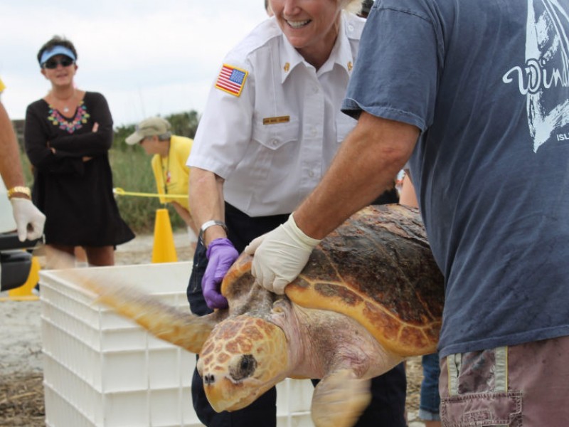 Turtles Released on Isle of Palms | Mount Pleasant, SC Patch