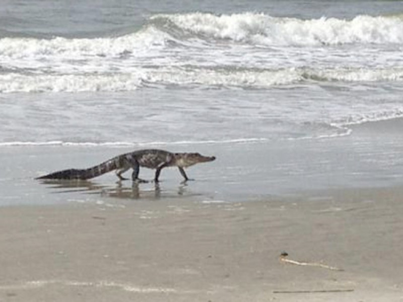 PHOTOS Alligator on IOP Beach Summerville, SC Patch
