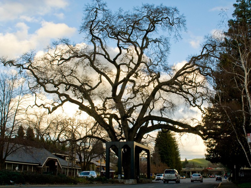 Tips To Watch The Lighting Of Old Oak Tree In Danville Tips To Watch The Lighting Of Old Oak Tree In Danville