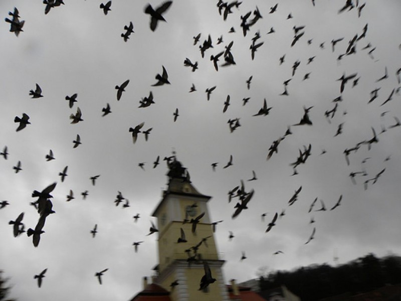 will-the-swallows-return-to-san-juan-capistrano-studio-city-ca-patch