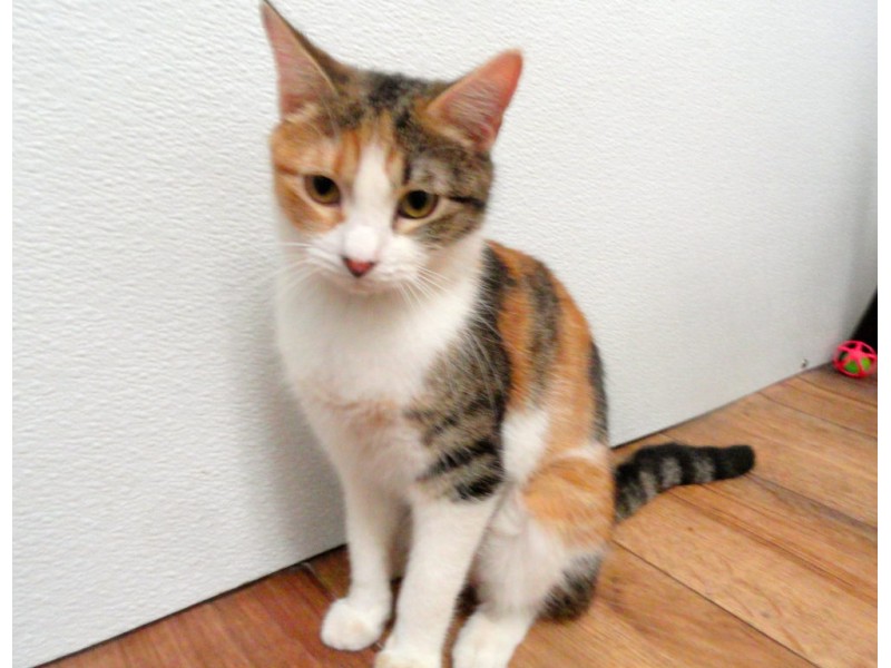 Adoptable Cat of the Week Calico Kittens Ready to Go Home