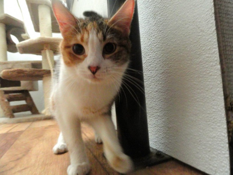 Adoptable Cat  of the Week Calico Kittens  Ready to Go Home 