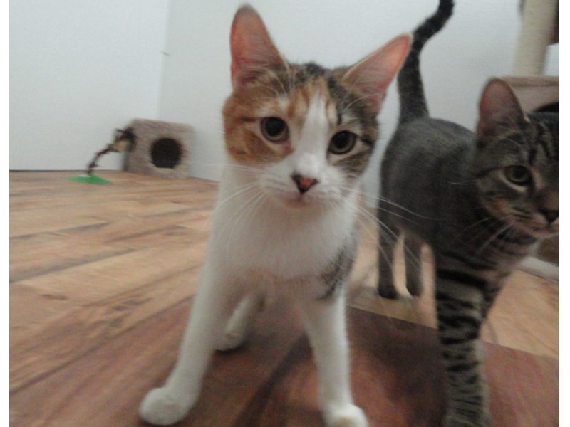Adoptable Cat  of the Week Calico Kittens  Ready to Go Home 