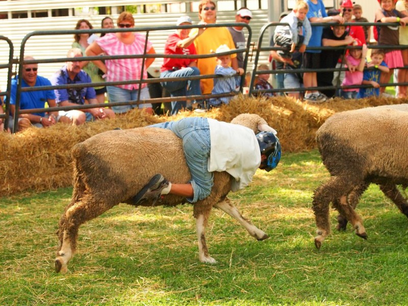 Photos Mutton Bustin' Sheep Riding Contest Burnsville, MN Patch