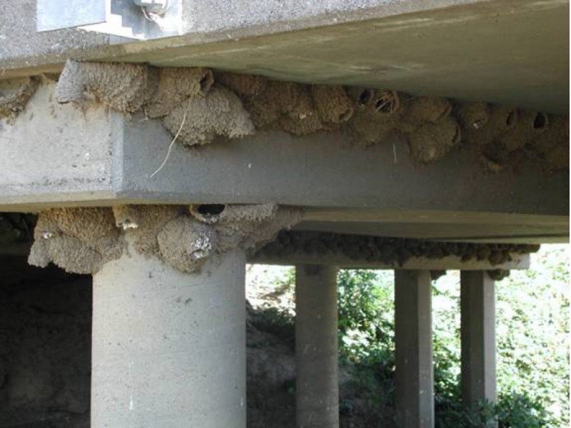Netting Under Bridge Killing Birds, Say Local Environmentalists