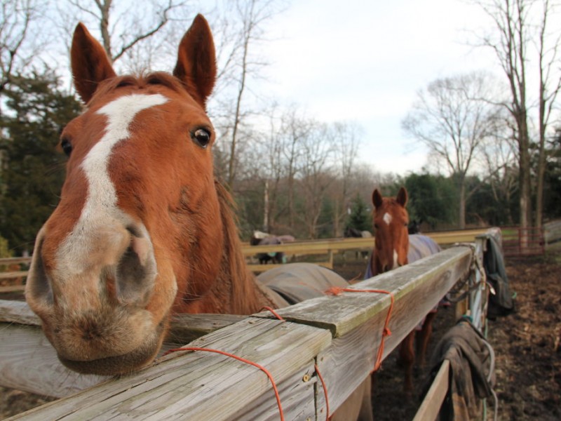 Local Farm Works To Keep Horses From Starvation and ...