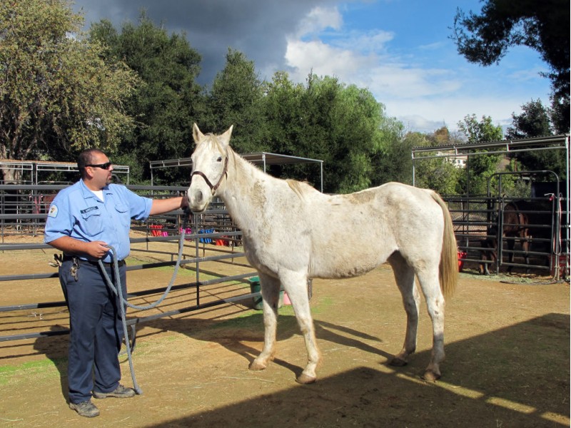 Rescued Horses Available For Adoption Agoura Hills, CA Patch