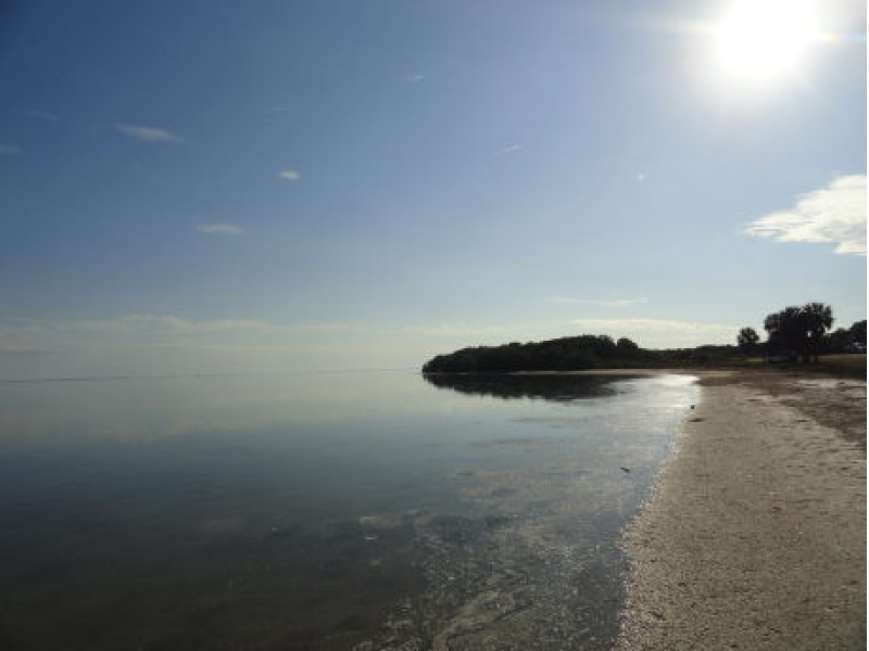 Was That An Alligator Swimming At Fort Desoto Beach Gulfport Fl Was That An Alligator Swimming At Fort Desoto Beach