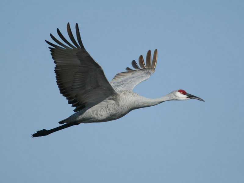 Giant Sandhill Cranes Fly through Area on Spring Migration | Darien, IL ...