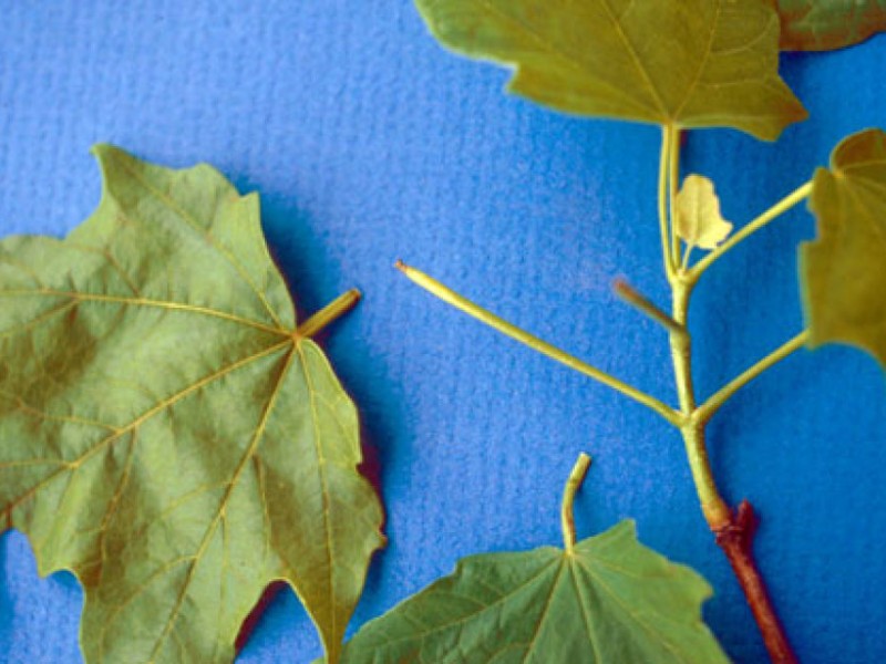 Maple Petiole Borer Causes Leaf Drop in Maples Farmington, MI Patch