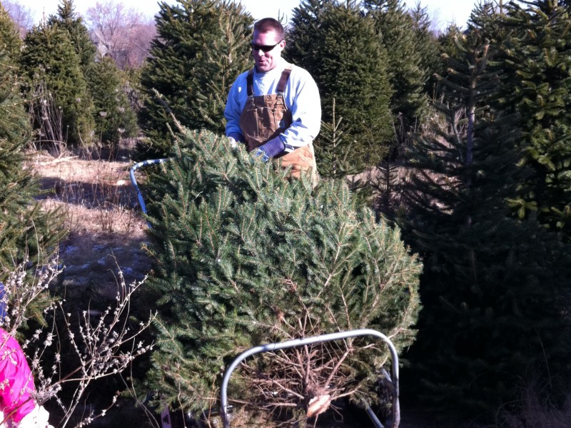 ide christmas tree farm opens friday woodridge il patch ide christmas tree farm opens friday woodridge il patch