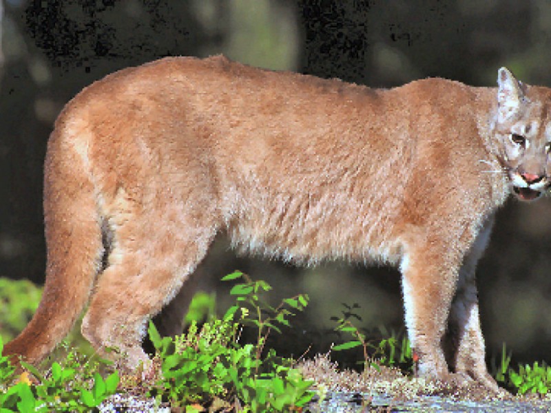 Connecticut Mountain Lions: The Real Story Manchester 